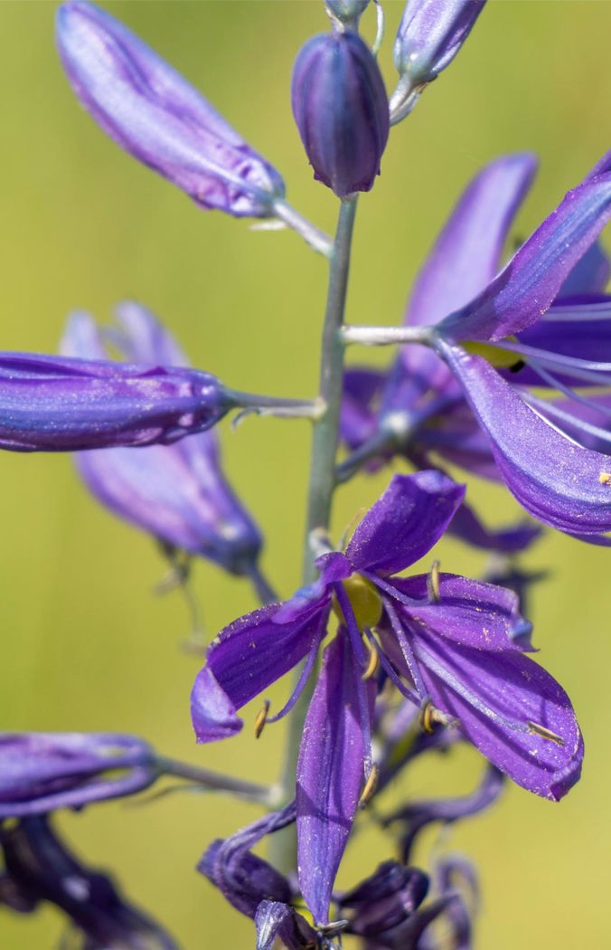 camas flower blooming